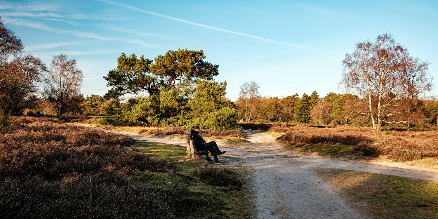 Natuurlandschap met zandpaden en heidevelden op de Hilversumse Heide, met een man zittend op een bankje onder een heldere blauwe lucht, omringd door bomen en struiken in winterkleuren.