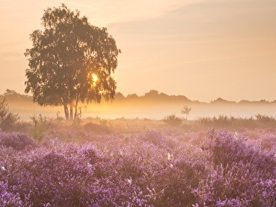  Een boom staat in een veld vol paarse bloemen, dat een levendig en kleurrijk landschap creëert.