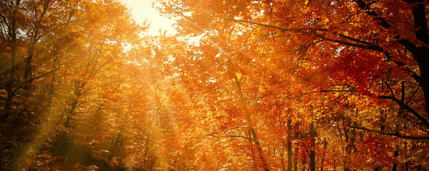 Ein von der Sonne durchfluteter Herbstwald mit Bäumen voller orangefarbener und roter Blätter. Sonnenstrahlen brechen durch das Blätterdach und beleuchten den Weg, der sich durch den Wald schlängelt.