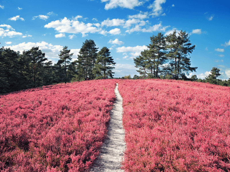 Zandpad door bloeiende paarse heide met dennenbomen op de achtergrond, onder een blauwe lucht met wolken.