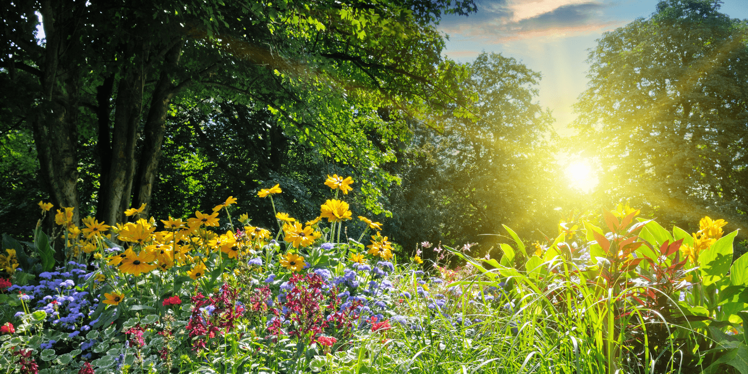 Zonnige zomerdag in een kleurrijk bloemenveld met gele, paarse en rode bloemen omringd door groene bomen."