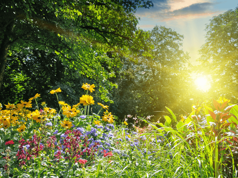 Zonnige zomerdag in een kleurrijk bloemenveld met gele, paarse en rode bloemen omringd door groene bomen."